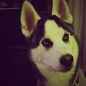 a husky-type dog