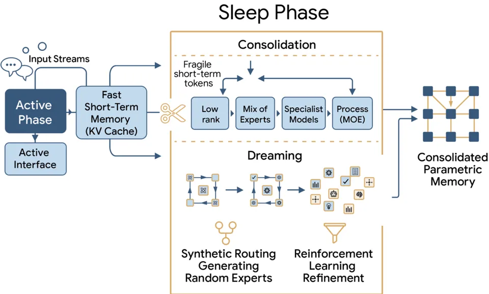 Flowchart illustrating the Sleep Phase architecture, showing how short-term memory is consolidated into parametric memory.