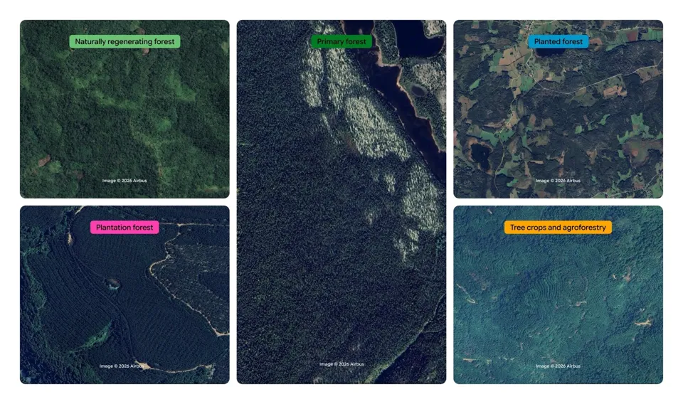The model distinguishes the 5 visually similar forest and tree crop classes using planting patterns, growth cycles, and harvest schedules.